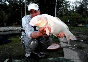 Pesca alla carpa koi foto tre quarti