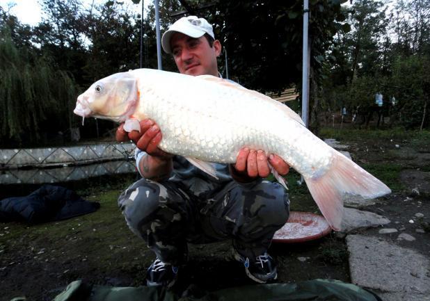 Pesca alla carpa koi foto profilo