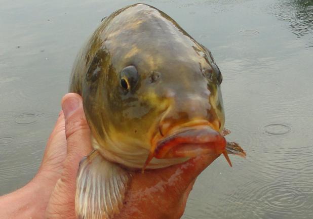 Pesca alla carpa koi primo piano