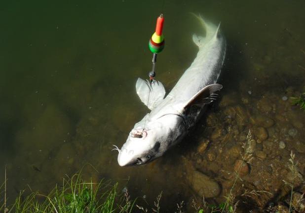 Pesca allo storione bianco allamato