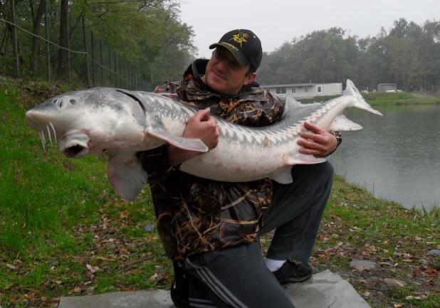 Pesca allo storione bianco foto tre quarti