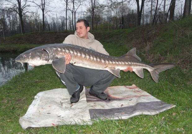 Pesca allo storione bianco incrociato