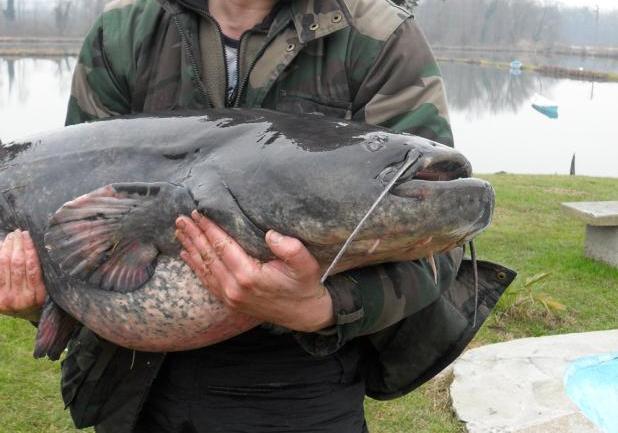 Pesca al siluro foto del pescato in braccio