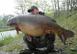 Pesca alla carpa cuoio foto al laghetto