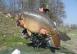 Pesca alla carpa a specchi foto profilo